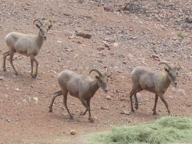 618x457 pixels (238K)